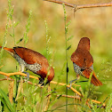 Scaly-breasted munia