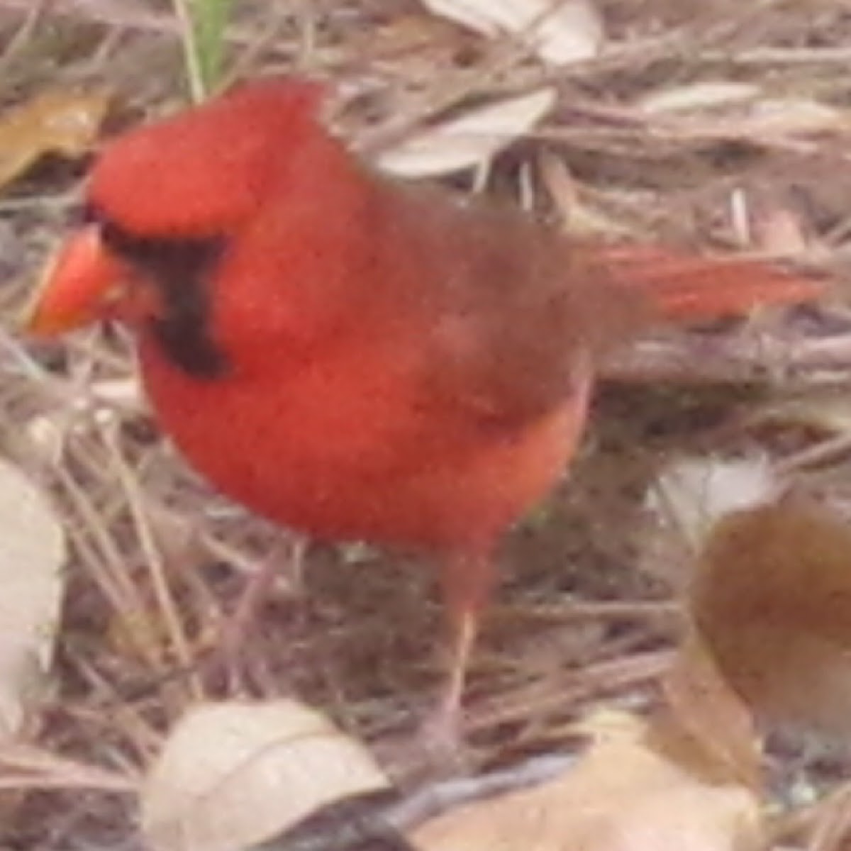 Northern Cardinal