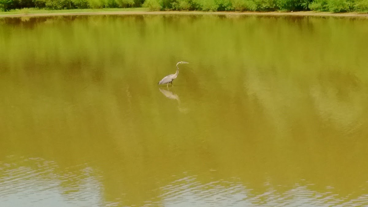 Little Blue Heron