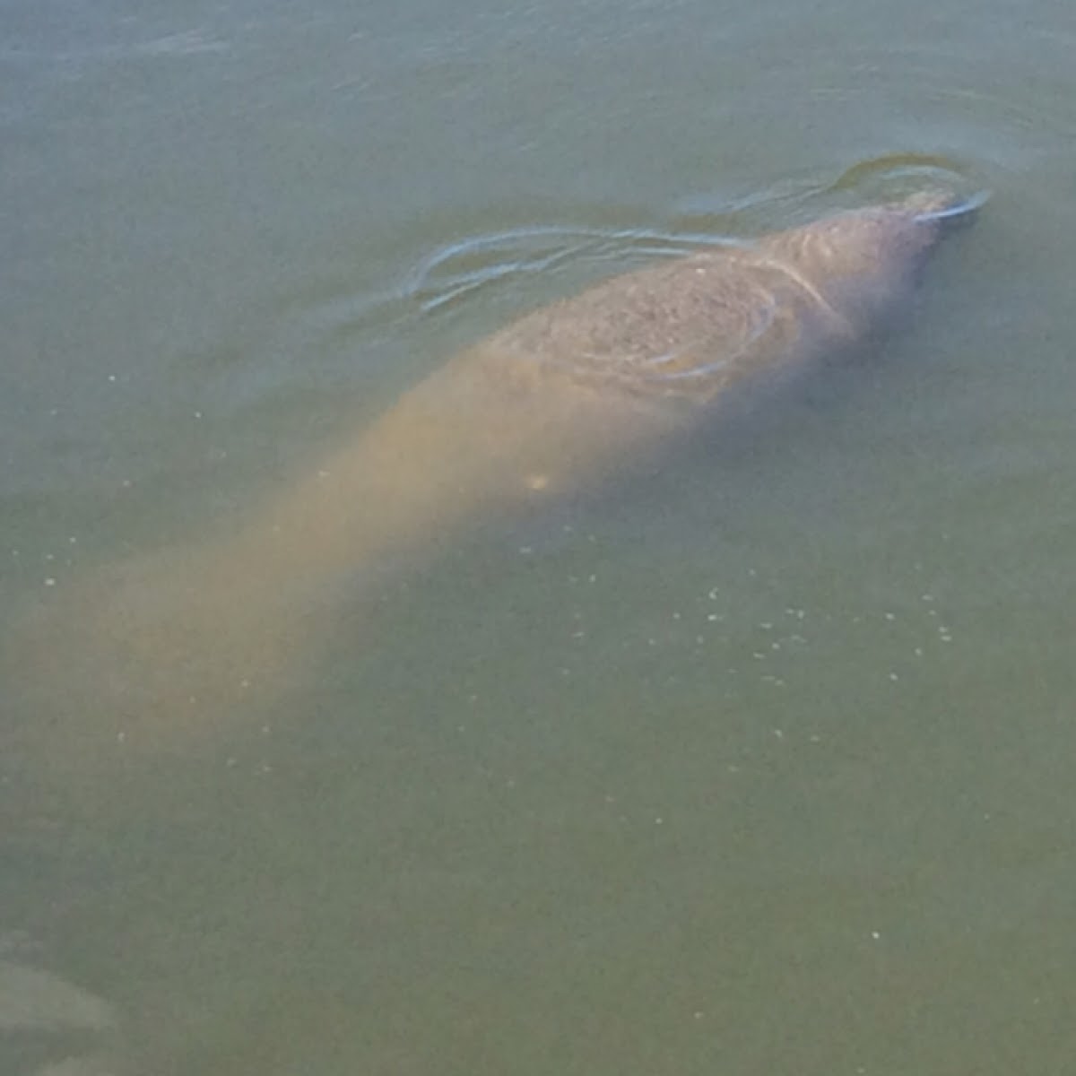 Manatee