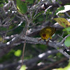 Yellow Warbler (Golden form)