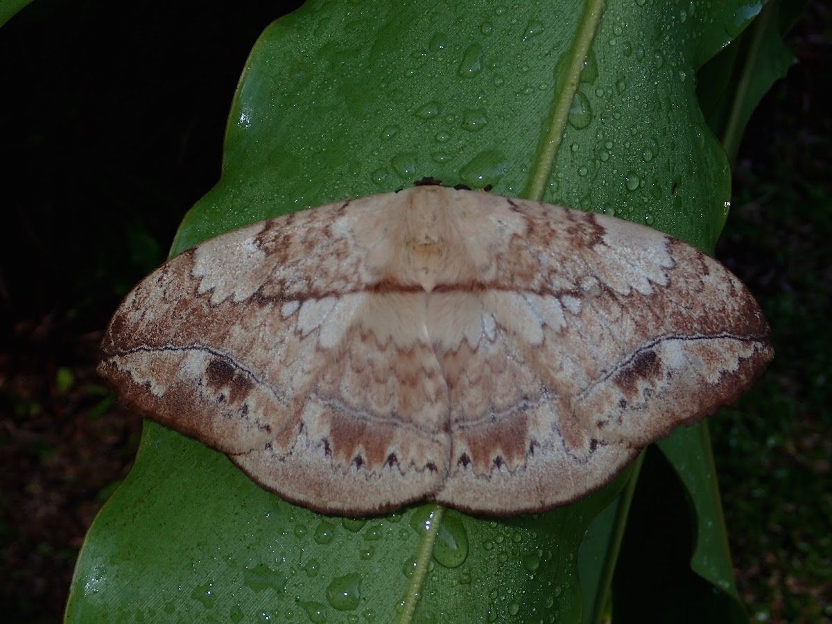 Moth