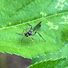 Ichneumonid Wasp