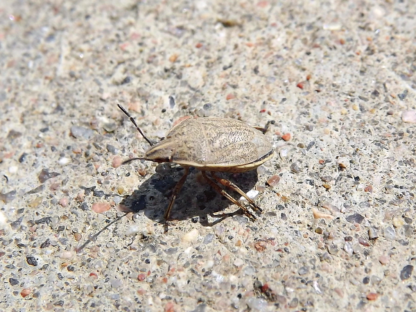 Stink Bug