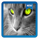 Download Cat Wallpapper For PC Windows and Mac 1.0