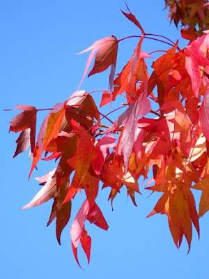 L'autunno sulle foglie di sonnenschein