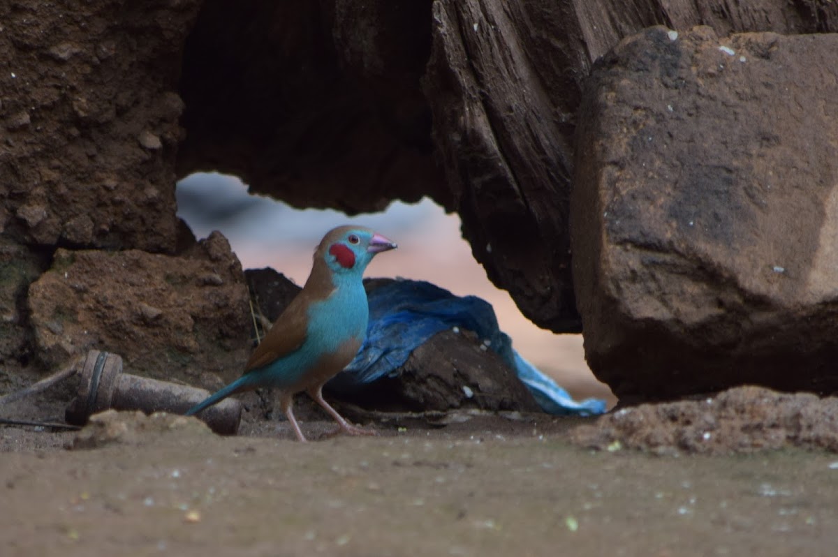 Red-cheeked Cordon-bleu Finch