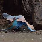 Red-cheeked Cordon-bleu Finch