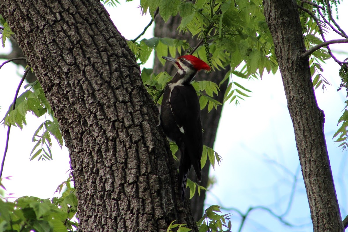 Pileated Woodpecker