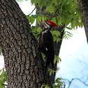 Pileated Woodpecker