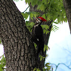 Pileated Woodpecker