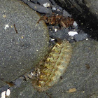 Hairy Chiton