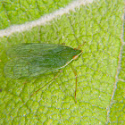 Dictyopharid planthopper