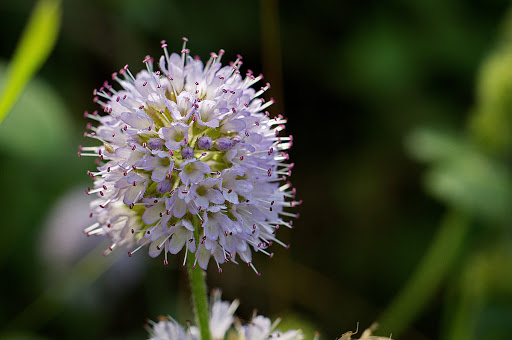 Mentha aquatica