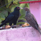 Asian Koel