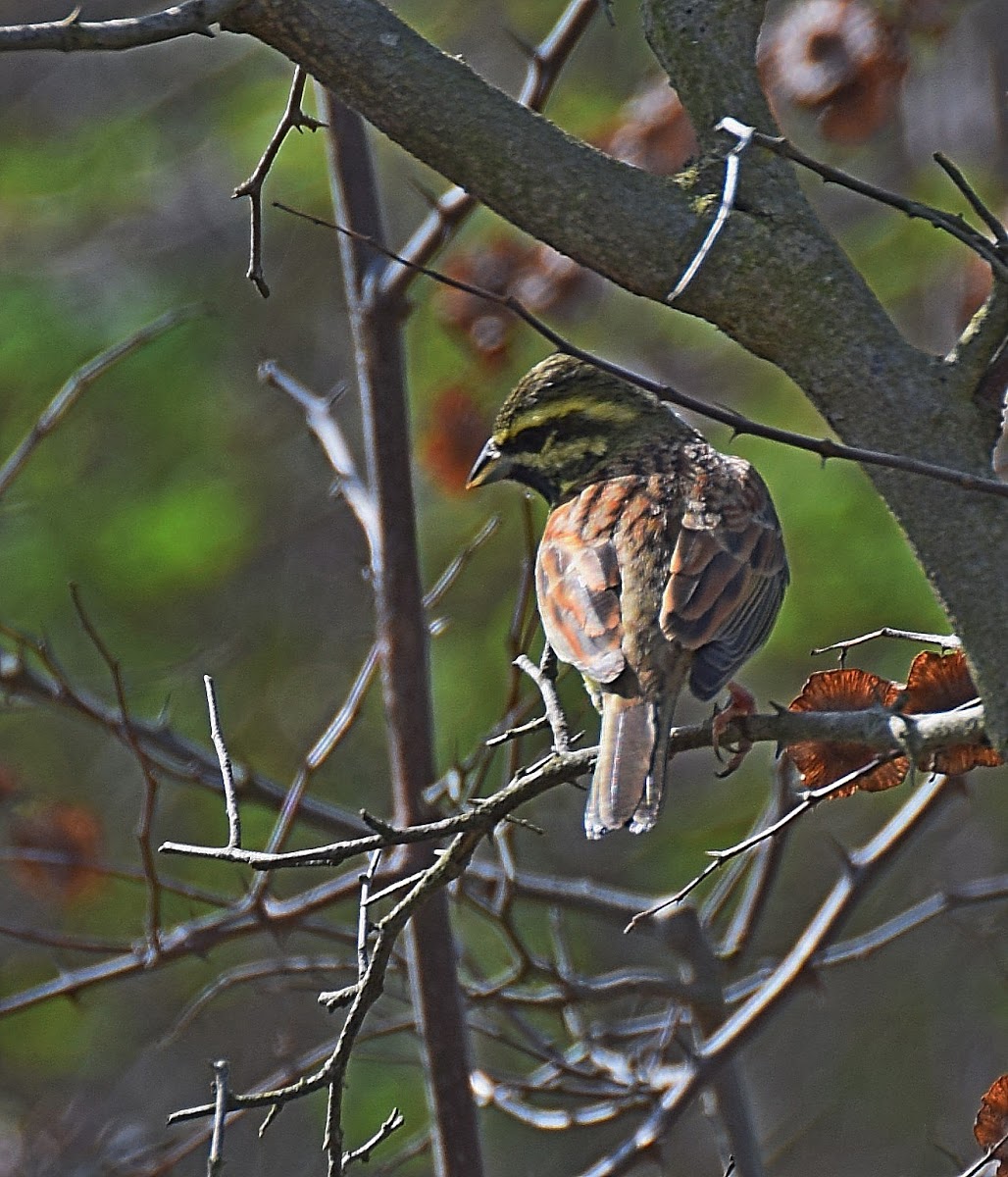 Cirl Bunting