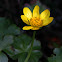 Lesser celandine