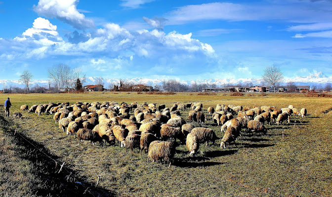 nostalgia della campagna. di Naldina Fornasari