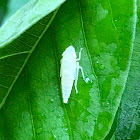 Leaf Hopper Nymph