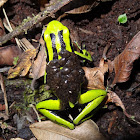 Three-striped Poison Dart Frog