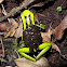 Three-striped Poison Dart Frog