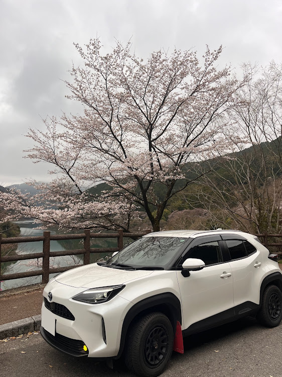 ヤリスクロスの桜と愛車・4月もよろしくお願い致します🌸に関するカスタム事例の投稿画像1枚目
