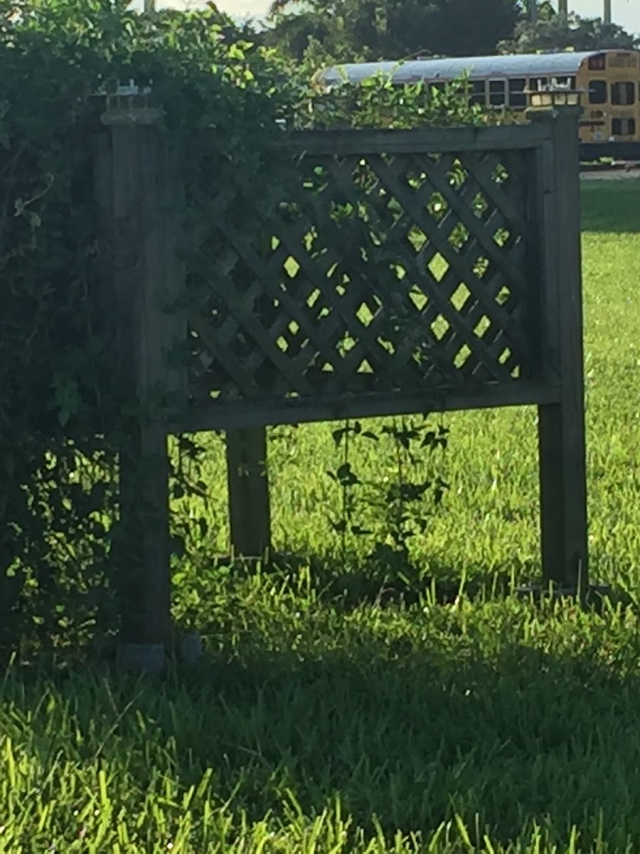 Burrowing Owl