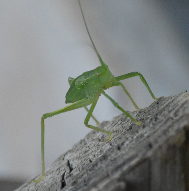 Common true katydid