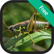 Crickets Sounds and Ringtones  Icon