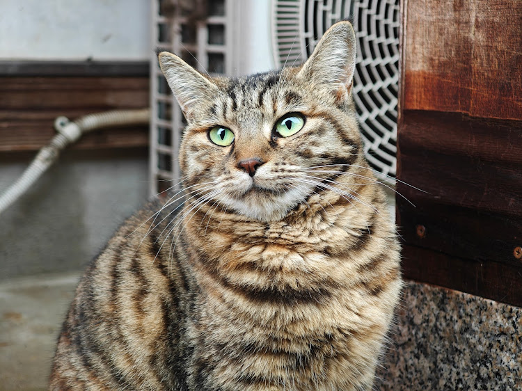 シャトルのXiaomi・Xiaomi14ultra・猫・猫寺・シャトルハイブリッドに関するカスタム事例の投稿画像4枚目