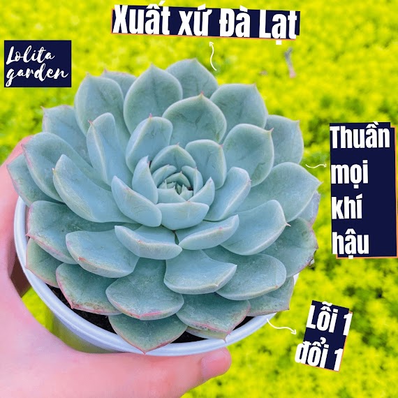 Sen Đá Liên Đài Trắng Đà Lạt Size Trung Bình Cây Cảnh Trang Trí Nhà Cửa Lolita Garden