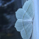 Pale Beauty Moth