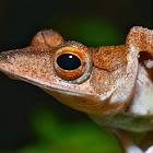 Collett's tree frog