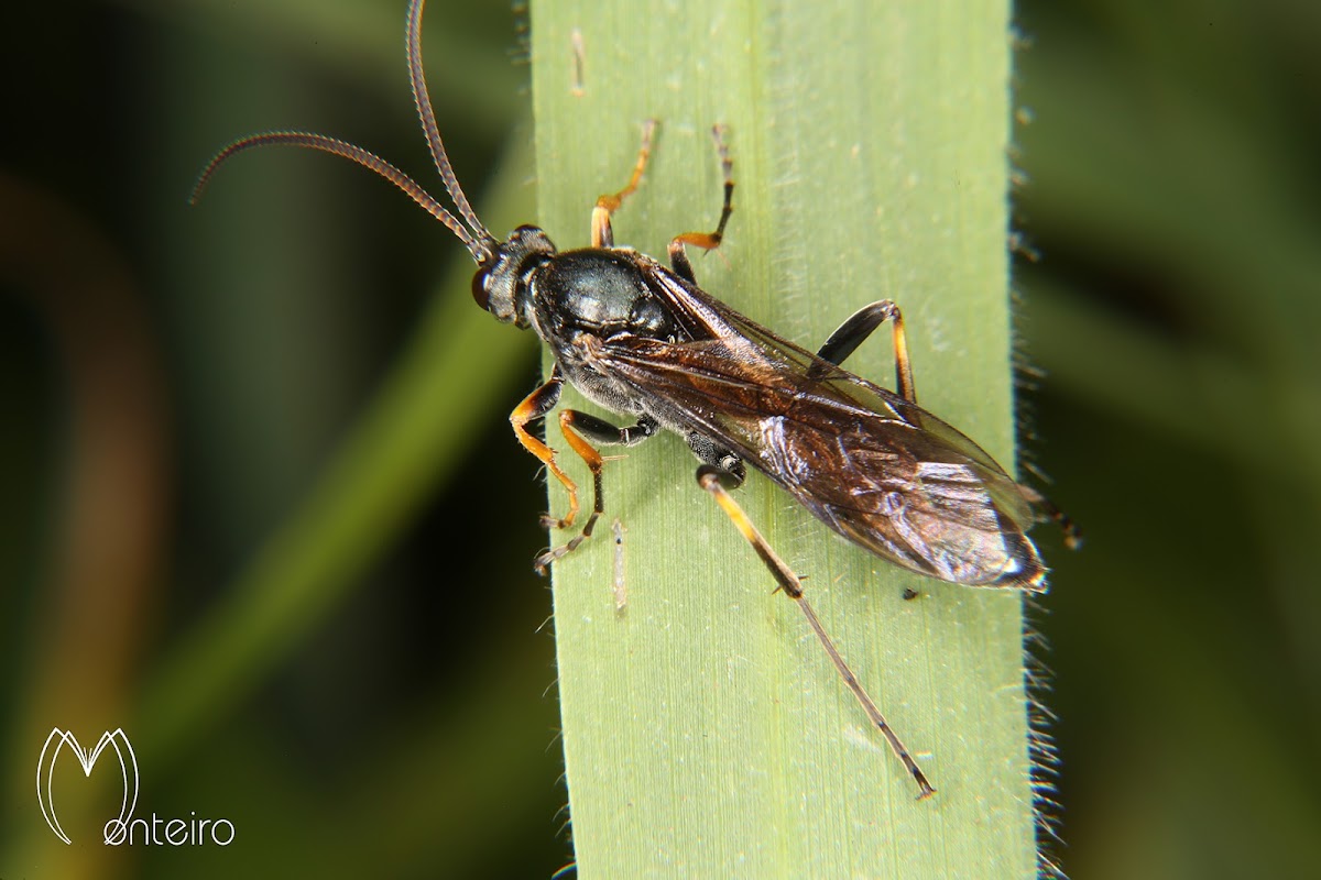 Ichneumon wasp