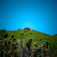 turtle rock di 