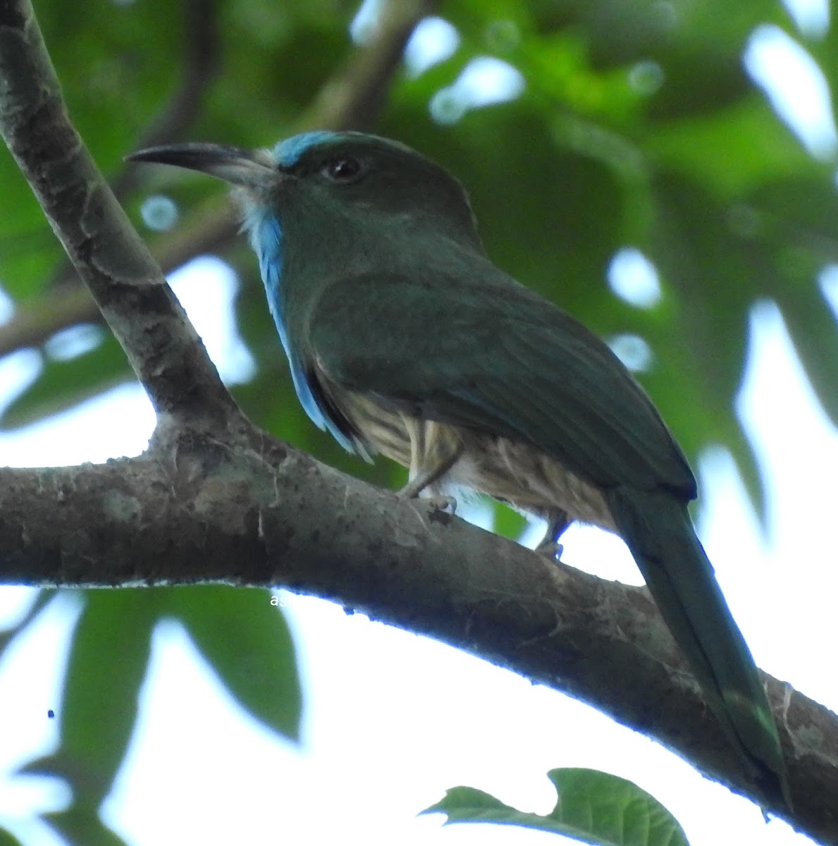 Blue-bearded Bee-eater.