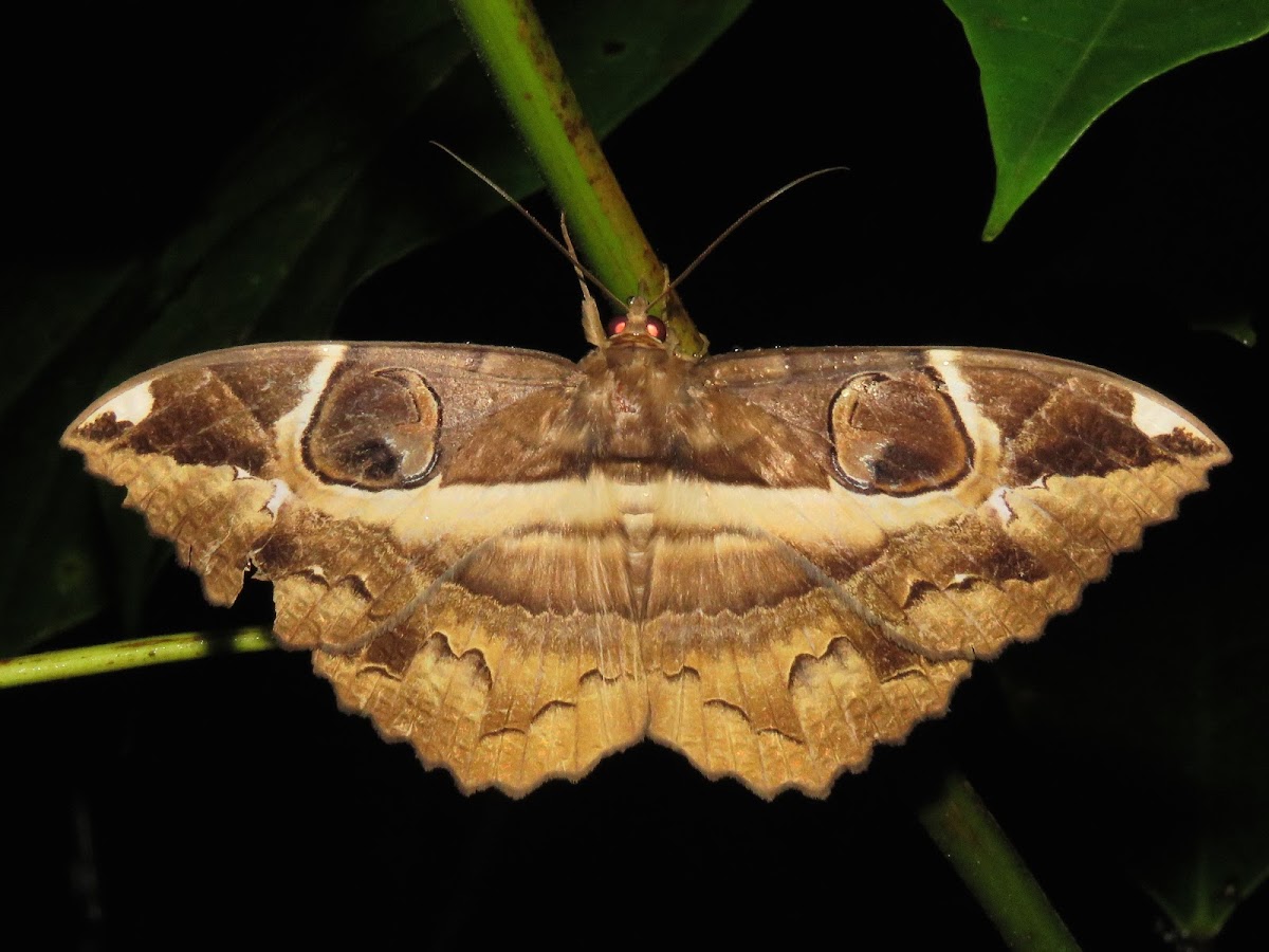 Erebid Moth