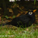 Common Blackbird