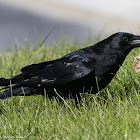 Carrion Crow