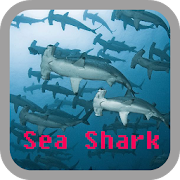 Sea Shark wallpaper  Icon