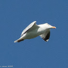 Herrring Gull