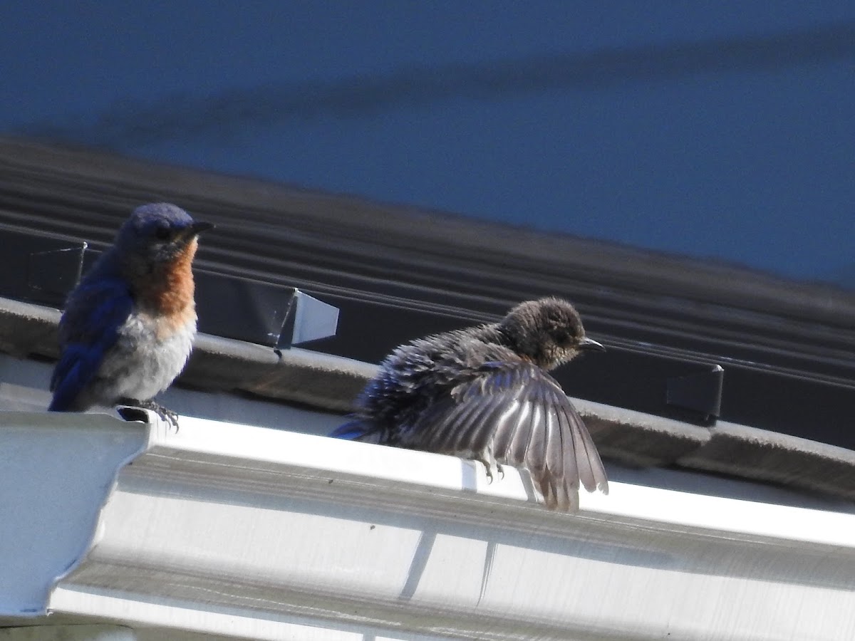 Eastern Bluebird