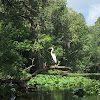 Great White Egret