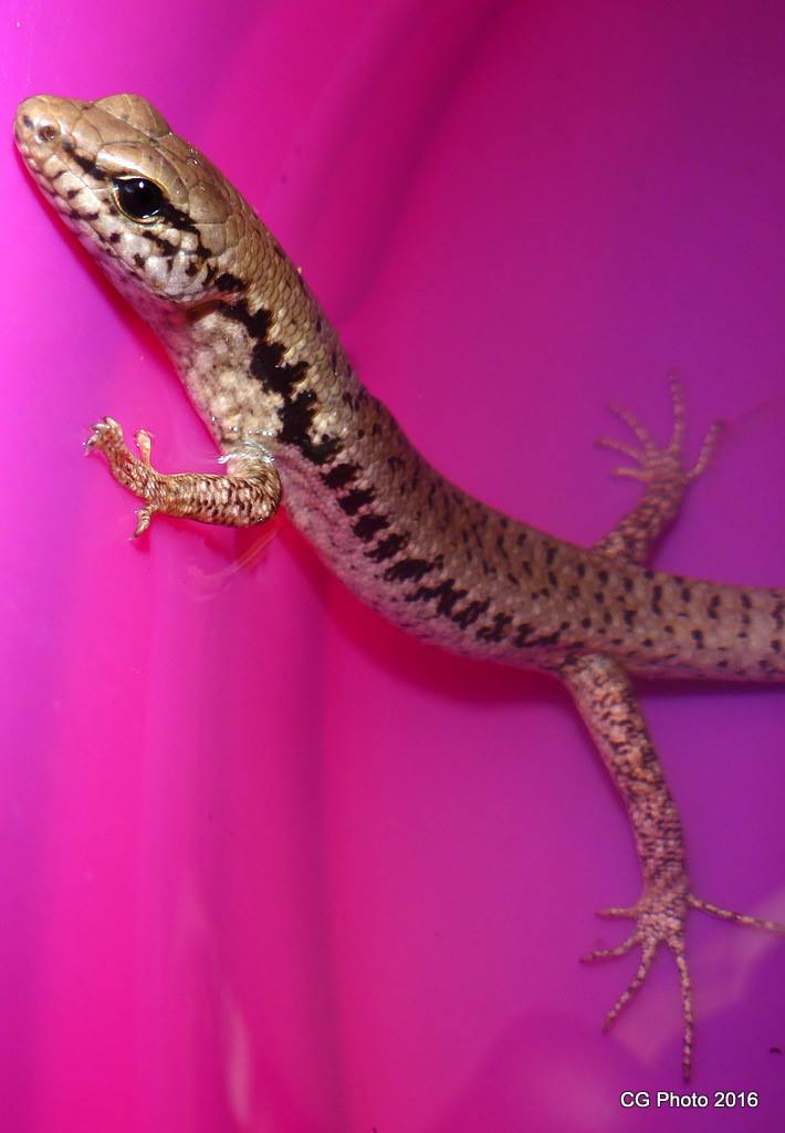 Northern Bar-sided Skink