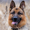 German Shepherds  Wallpapers icon