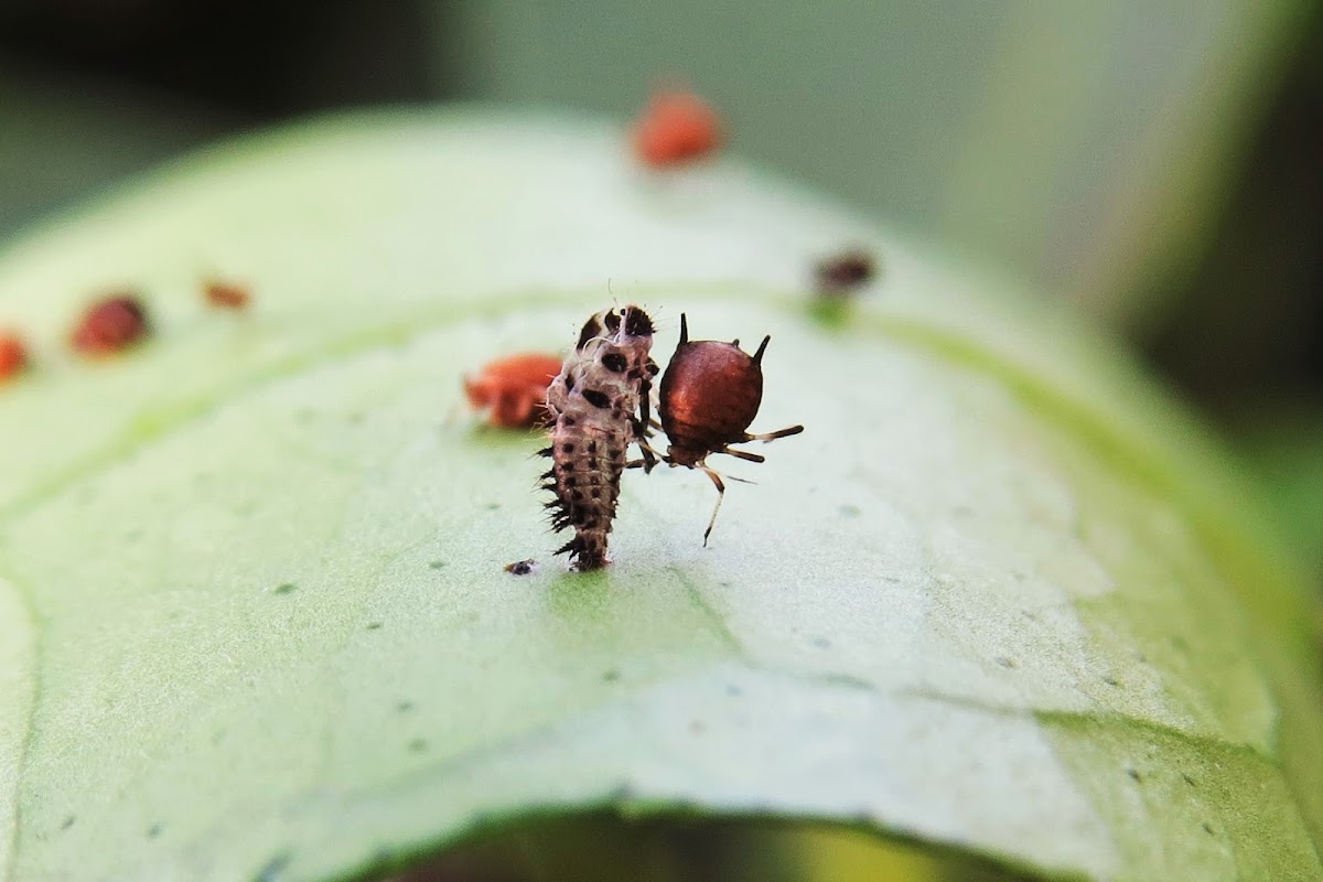 ladybug pupa