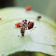 ladybug pupa