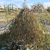 Weeping Birch