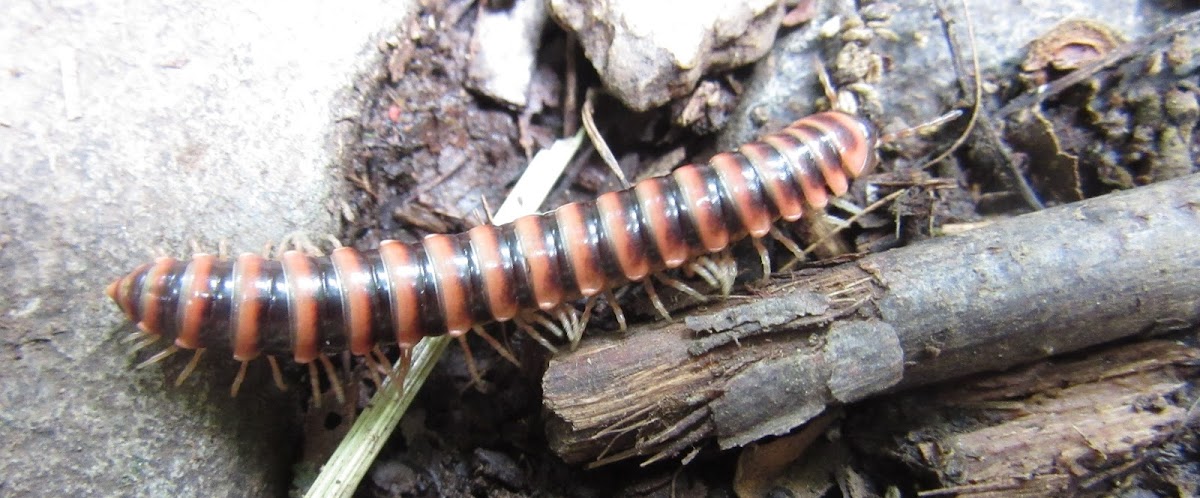 Flat-backed Millipede