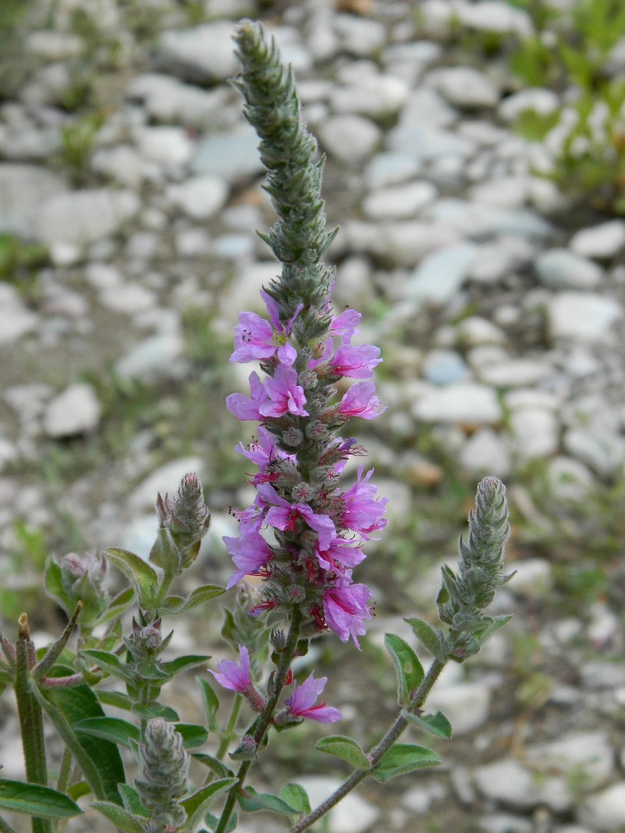 Purple loosestrife ( Λύθρο το ιτεόμορφο)